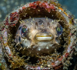Puffer in a bottle!!! by George Touliatos 